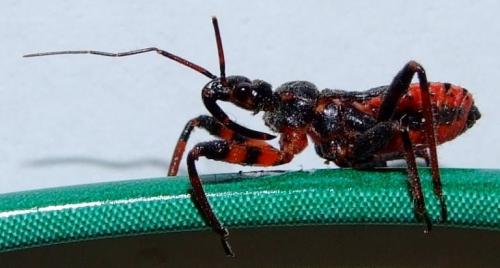 Rhynocoris annulatus