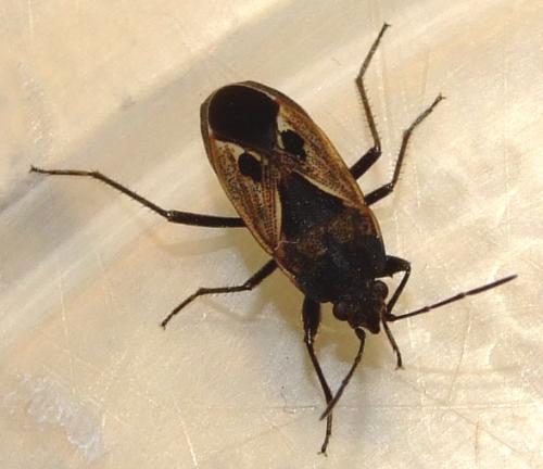 Rhyparochromus phoeniceus