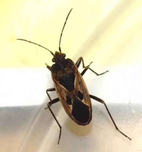 Rhyparochromus phoeniceus
