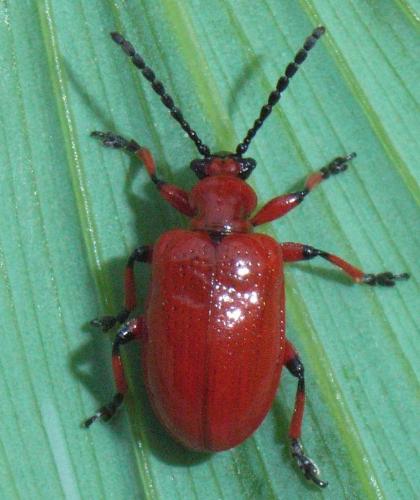 Réf. 30 145 : Lilioceris merdigera