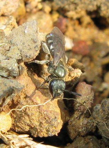 Réf. 30 576 : Lasioglossum sp.