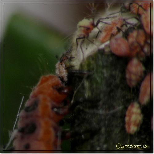 Novius cardinalis