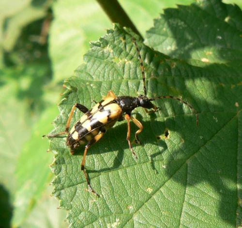 Rutpela maculata