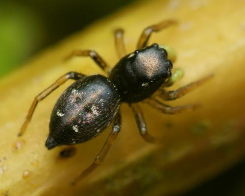 Heliophanus sp.