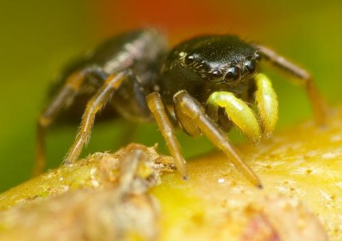 Réf. 30 202 : Heliophanus sp.