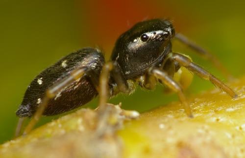 Réf. 30 204 : Heliophanus sp.