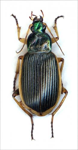 Epomis croesus