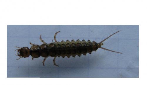 Réf. 30 970 : Nebria sp.
