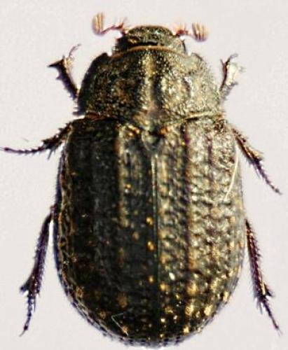 Trox sabulosus