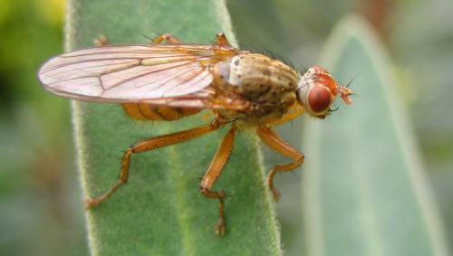 Scathophaga sp.