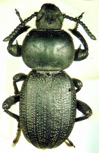 Réf. 30 521 : Scaurus uncinus