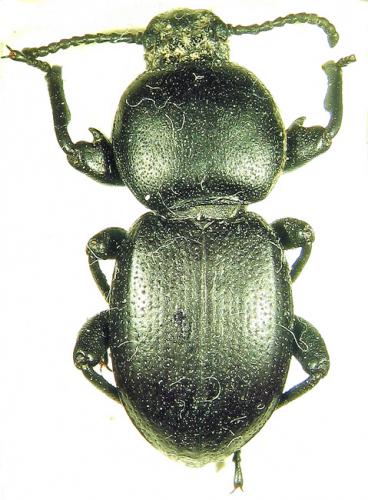 Scaurus atratus