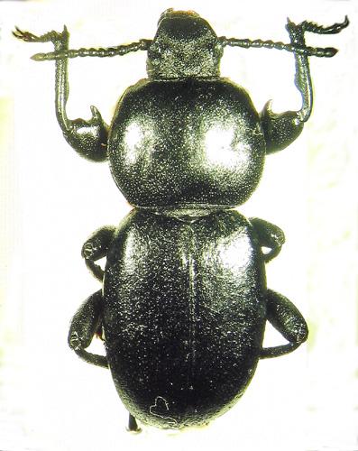 Réf. 30 523 : Scaurus sp.