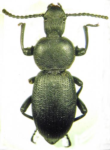 Cephalostenus elegans