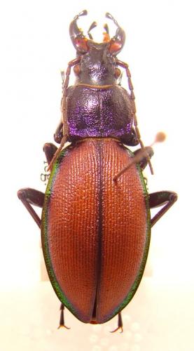 Réf. 30 018 : Carabus schoenherri