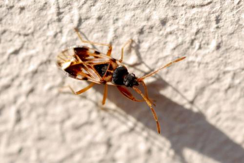 Scolopostethus pictus