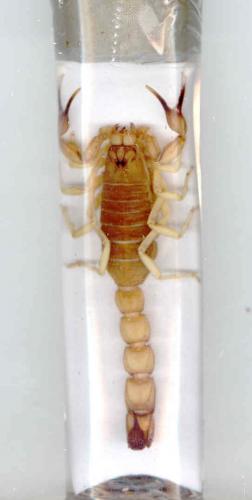 Androctonus australis