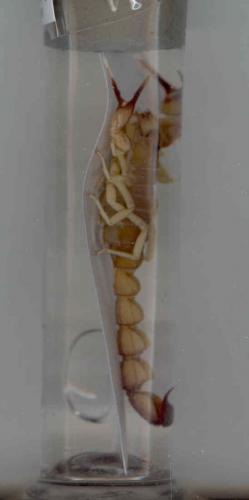 Androctonus australis