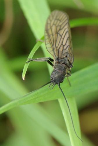 Sialis sp.