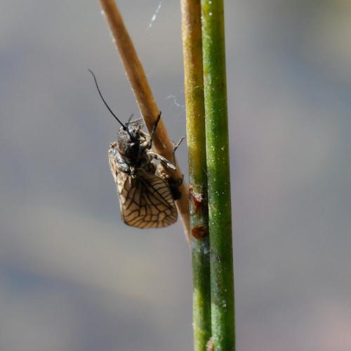 Sialis sp.
