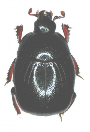 Gnathoncus communis