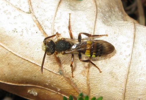 Nomada sp.