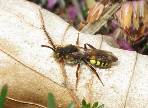 Nomada sp.