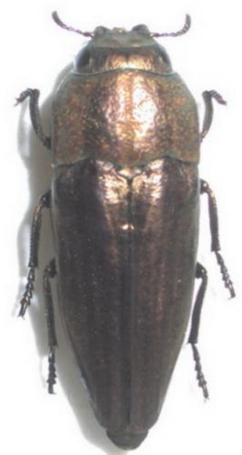 Sphenoptera barbarica