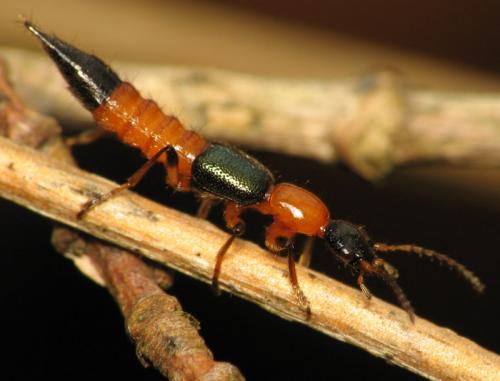 Réf. 30 530 : Paederus sp.