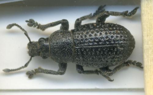 Polydius bellieri
