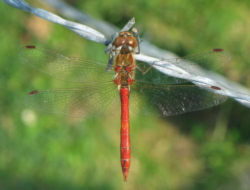 Réf. 30 162 : Sympetrum vulgatum
