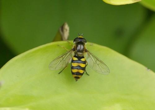 Réf. 30 954 : Eupeodes latifasciatus