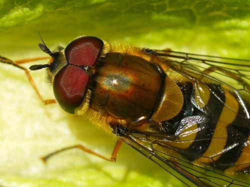 Réf. 30 062 : Syrphus torvus