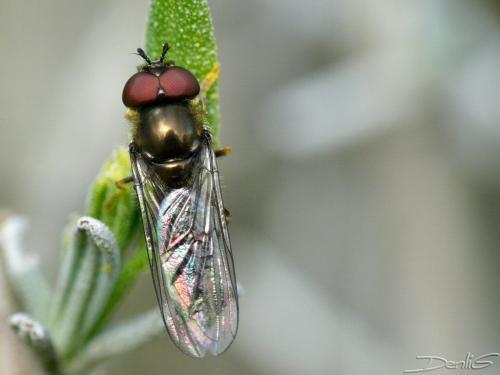 Réf. 30 973 : Platycheirus sp.