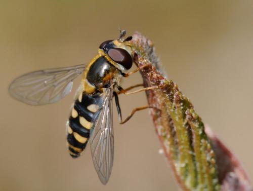 Réf. 30 129 : Eupeodes sp.