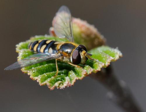 Réf. 30 130 : Eupeodes sp.