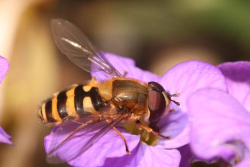 Réf. 30 682 : Syrphus sp.