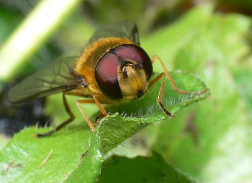 Syrphus sp.
