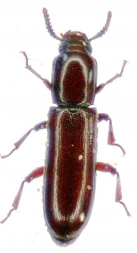 Réf. 30 540 : Corticeus unicolor