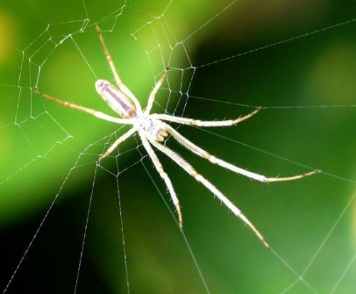 Tetragnatha sp.