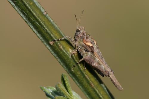 Tetrix sp.