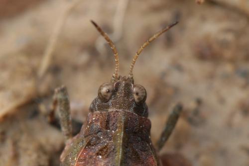 Tetrix sp.