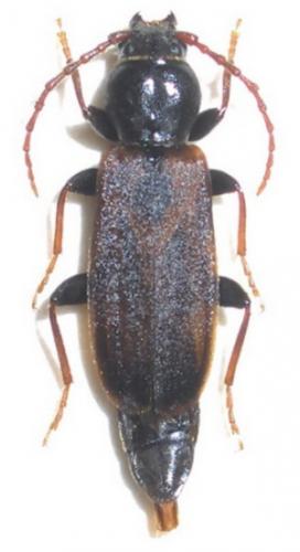 Réf. 30 978 : Tetropium castaneum