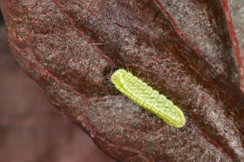 Thecla betulae