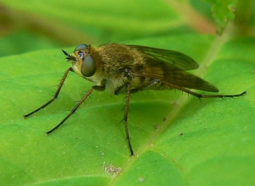 Thereva sp.