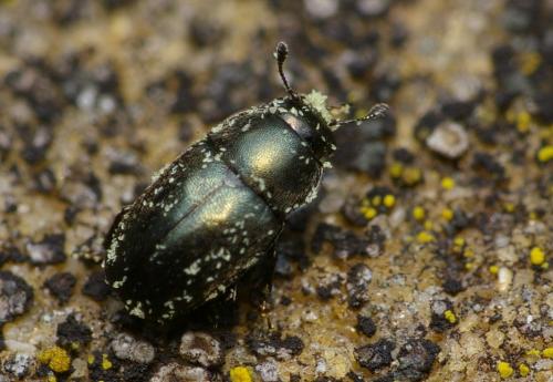 Meligethinae