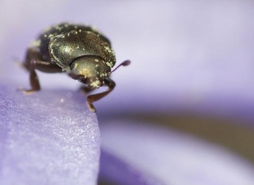 Meligethinae