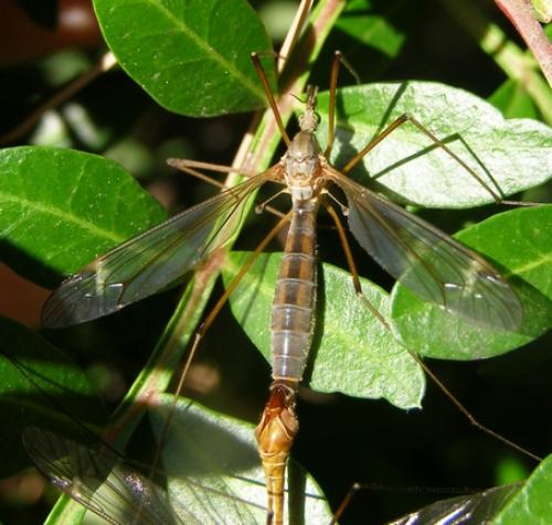 Réf. 30 592 : Tipula sp.