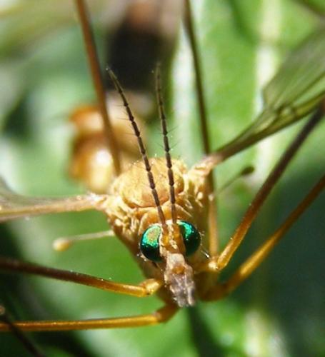 Tipula bezzii