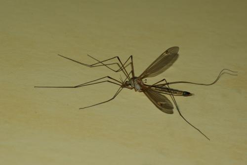 Tipula sp.